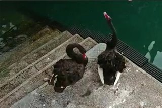 Pair of black swans spotted in Hong Kong; experts think they escaped from Chinese zoo