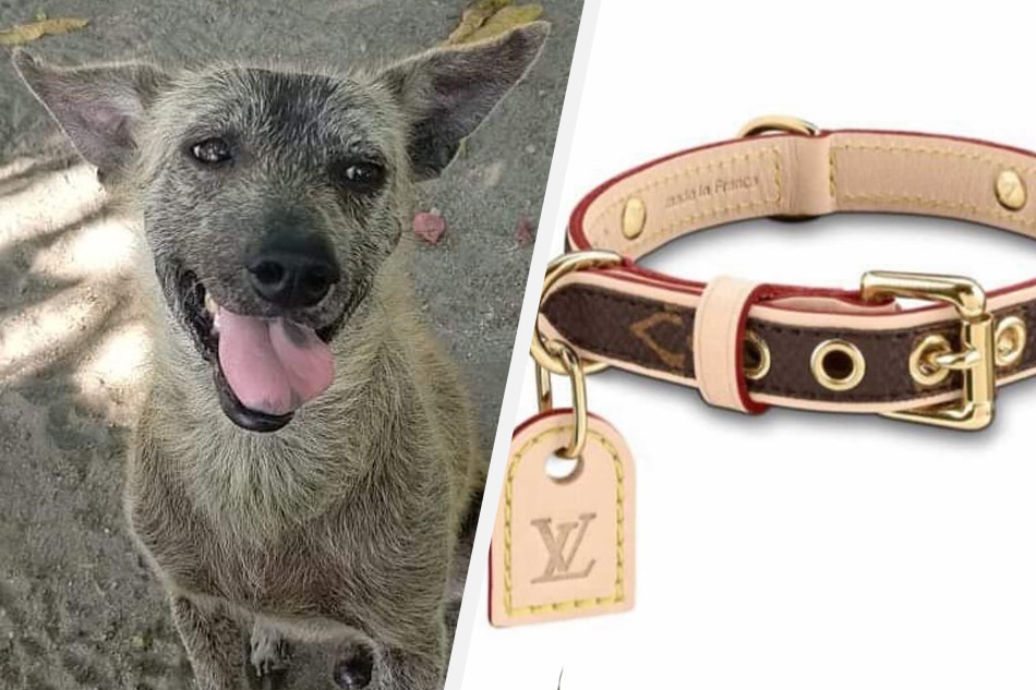 Sharon Cuneta buys rescue aspin Pawiboy an LV dog collar