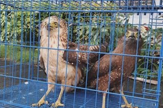 3 wild birds na-rescue mula sa hinihinalang illegal wildlife trader sa Bulacan