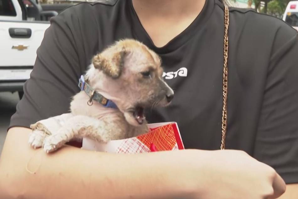 ‘Pawfect Pair’: Dog adoption program inilunsad ng Legazpi city gov’t 1