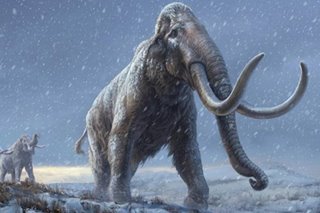 World’s oldest DNA discovered in 1.2-million-year-old mammoths