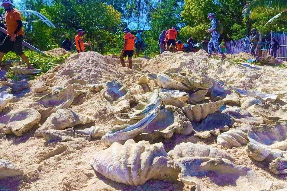 Coast guard personnel, Philippine Marine troops and local conservation officials unearth illegally harvested giant clams at Barangay VI, Johnson Island, Roxas, Palawan province on March 5, 2021. Philippine Coast Guard via AFP