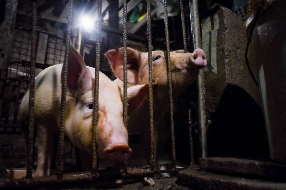 Hog raisers to stop operations if govt cuts pork tariff: industry group 1