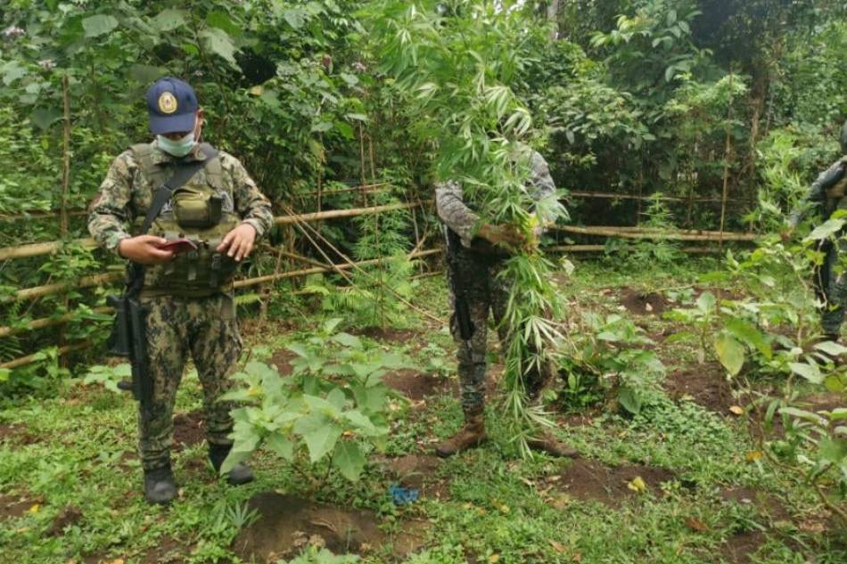 Gov't troops raid marijuana plantation in Sulu | ABS-CBN News