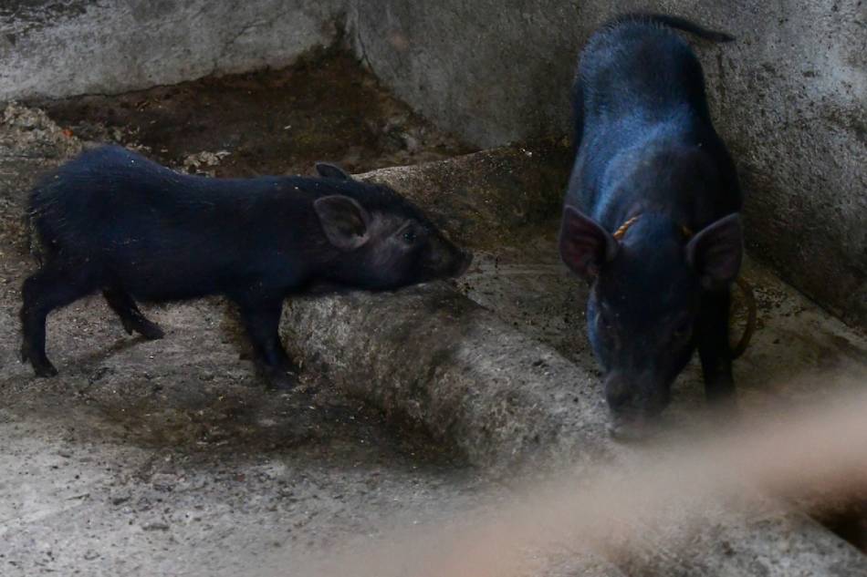 Duterte temporarily slashes imported rice tariffs, &#39;modifies&#39; pork import tariffs 1