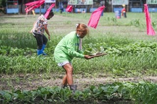 Don Bosco Tondo urban garden helps residents amid pandemic