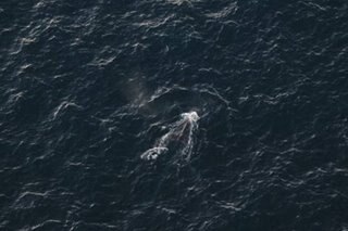 Australian police free entangled young whale off east coast