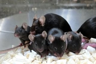 'Space pups': Mouse sperm stored on ISS produces healthy young