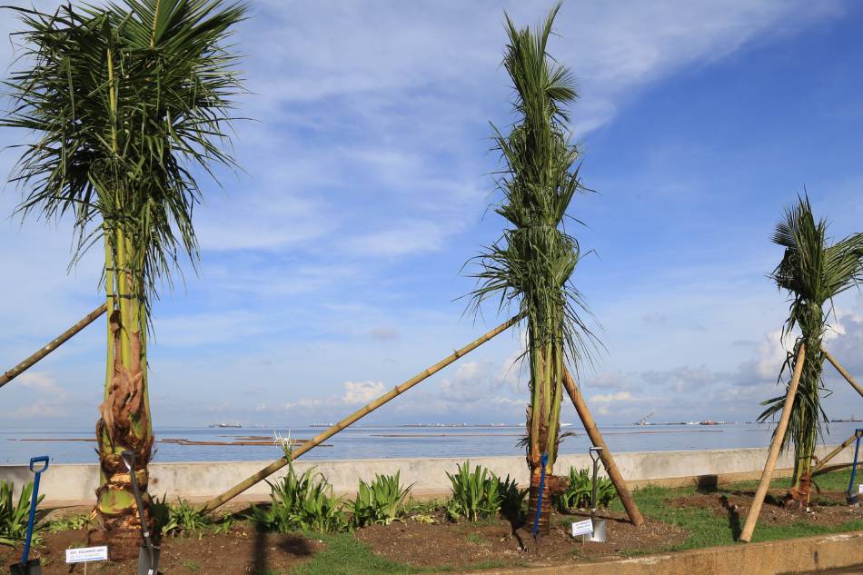 DENR completes Baywalk&#39;s beach look, plants palm trees on Roxas Boulevard 1