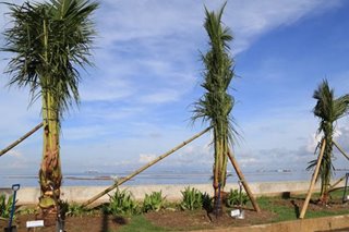 DENR completes Baywalk's beach look, plants palm trees on Roxas Boulevard