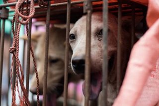 Rescue of 68 dogs headed for slaughterhouse spotlights row over China’s meat festival