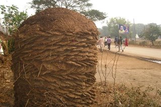 Thieves steal nearly 1 ton of cow dung in India