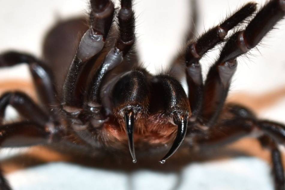 Aussie scientists see life-saving potential in spider venom 1