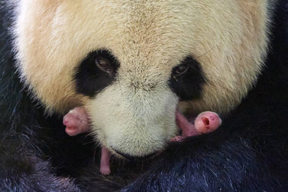 Panda loaned to France gives birth to twins: zoo 1