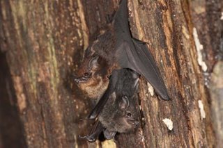 Some baby bats babble like human infants: scientists