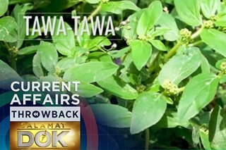 THROWBACK: Tawa-tawa to treat dengue?
