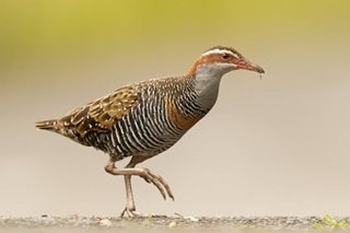Ilegal na hinuling native birds, ibinebenta sa Bulacan