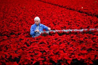 Readying Poinsettias for Christmas