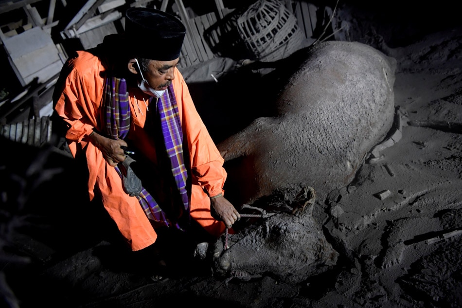 A villager holds a dead cow covered by volcanic ash spewed out of Mount Semeru in Sumber Wuluh Village, Lumajang, East Java province, Indonesia December 5, 2021. Zabur Karuru, Antara Foto via Reuters
