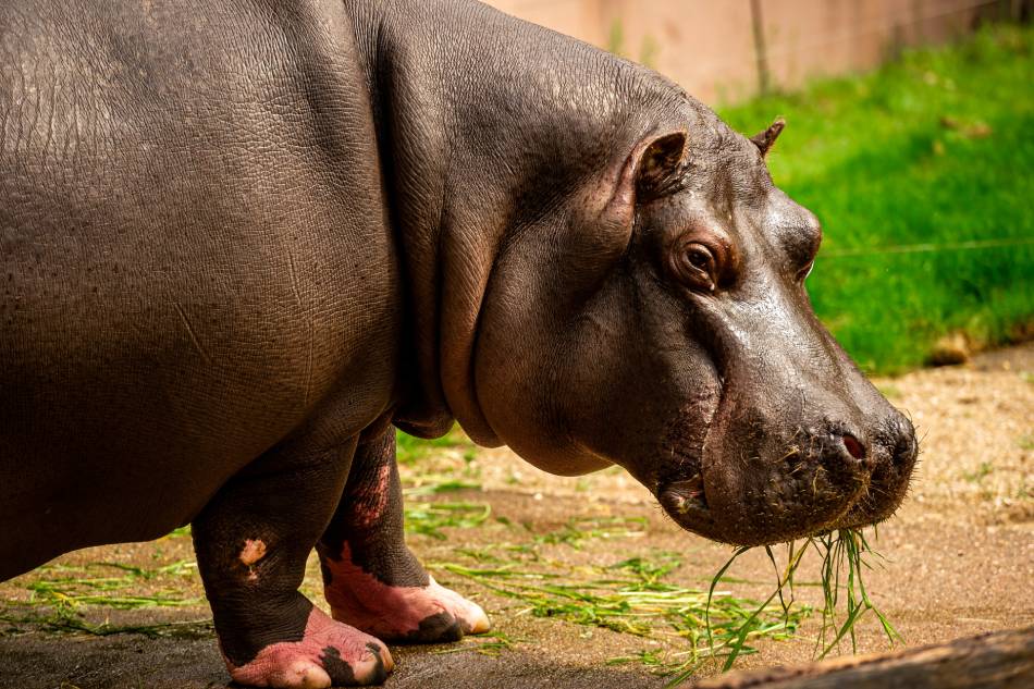 A hippo that has recently tested positive for COVID-19 is seen at Antwerp Zoo, amid the coronavirus disease pandemic, in this handout photo dated Summer 2021. Handout photo via Reuters
