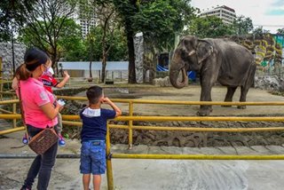 Employees get first look at Manila Zoo's new look 