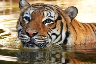 India logs 126 tiger deaths in 2021, highest in decade