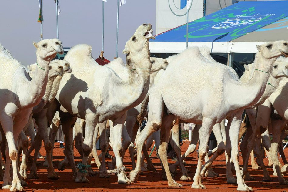 Camels are showcased in a parade during the sixth edition of the King Abdulaziz Camel Festival in the Saudi Rumah region, some 161Km east of the capital Riyadh, on January 8, 2022. The festival introduced a round for women camel owners, allowing them for the first time to showcase their animals in a beauty contest. Fayez Nureldine, Agence France-Presse