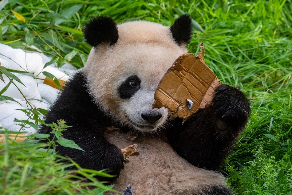 Panda cub Pit chews a cardboard sign inscribed with 'Happy Birthday Paule and Pit' to celebrate the panda twins' 2nd birthday at the Zoologischer Garten zoo in Berlin on August 31, 2021. John Macdougall, AFP/file