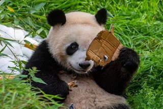 How pandas became vegetarian