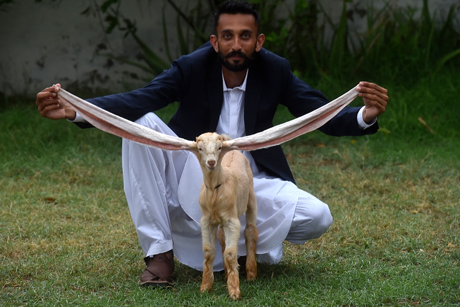 Breeder Mohammad Hasan Narejo displays the ears of his kid goat Simba, in Karachi on July 6, 2022. A kid goat with extraordinarily long ears has become something of a media star in Pakistan, with its owner claiming a world record that may or may not exist. Asif Hassan, AFP