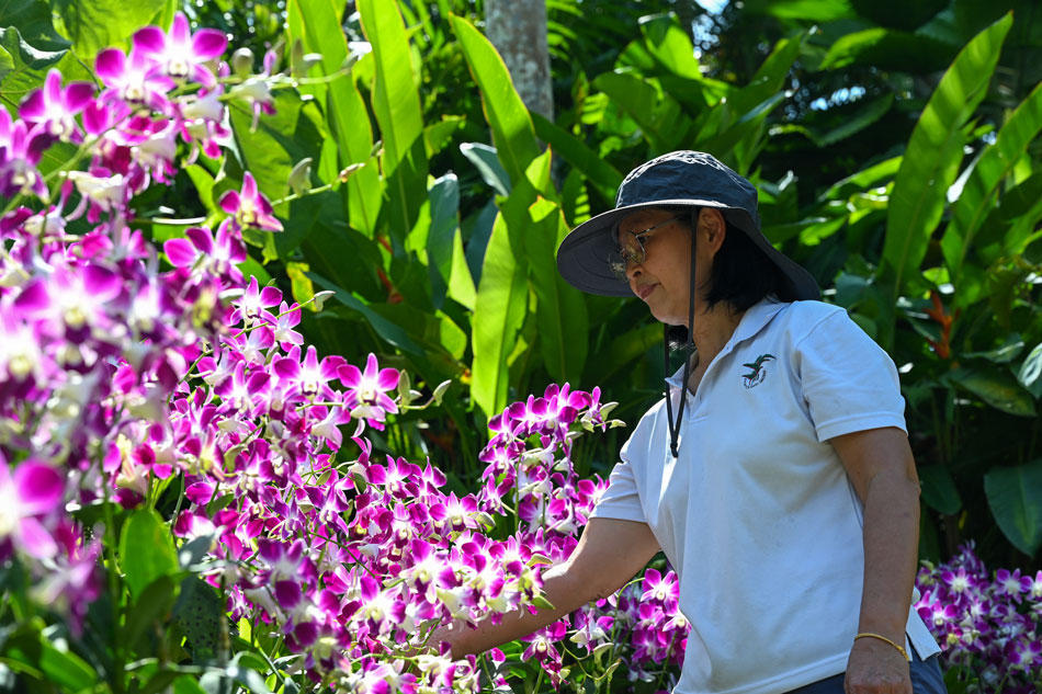 In this photo taken on Sept. 12, 2022, Whang Lay Keng, curator at Singapore's National Orchid Garden, looks at the Dendrobium Elizabeth orchid plant, named after the late British queen Elizabeth II, at the National Orchid Garden in Singapore. Elizabeth is majestic, hardy and 'very fashionable', said a top Singapore flower curator -- referring not to the late monarch, but to an orchid named after the queen when she visited the former British colony. Roslan Rahman, AFP 