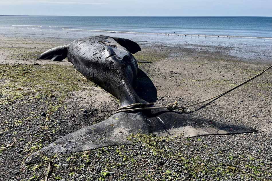 Southern right whales found dead in Argentina