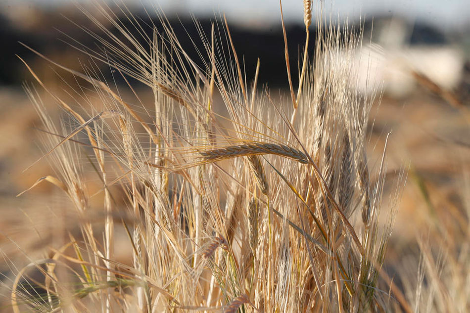  Wheat stalks during the harvest season at a field in Sana’a, Yemen, 08 December 2021. Yahya Arhab, EPA-EFE