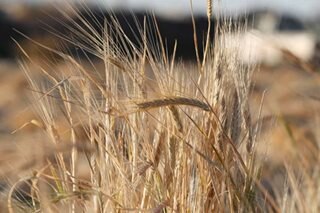 Ukraine winter wheat crops in good state : official