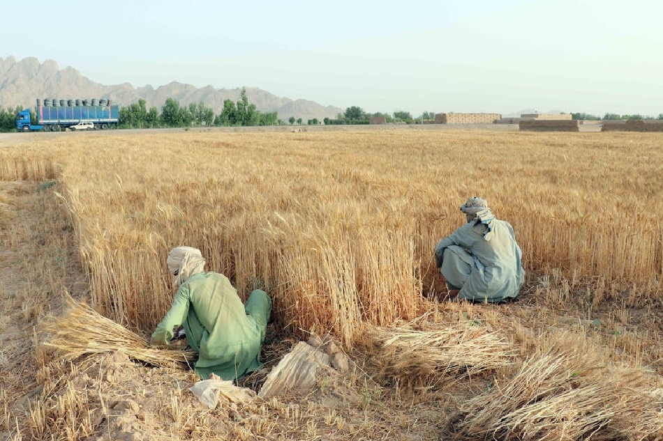  Afghan farmers harvest wheat on the outskirts of Kandahar, Afghanistan, on May 10, 2022. EPA-EFE/Stringer