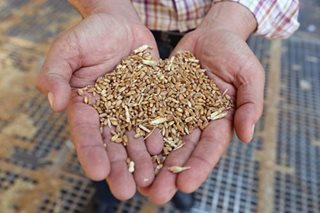 Putin says 'no problem' to export grain from Ukraine