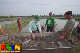 ALAMIN: Negosyo sa hito