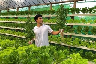 Lettuce farm sa Pampanga, sinimulan gamit ang P1,000
