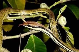 World Snake Day: iba't-ibang ahas nakunan sa Catanduanes