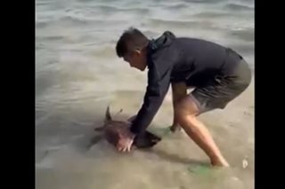 WATCH: Arnel Pineda releases sea turtle back to sea