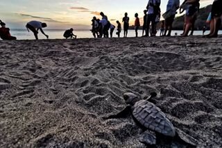 Hatchlings released on Batangas beach