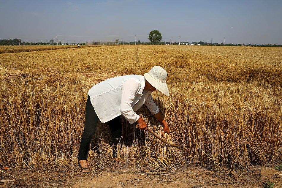A farmer harvests wheat crop Reuters/File Photo