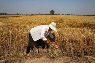 China to allow gene-edited crops for food security