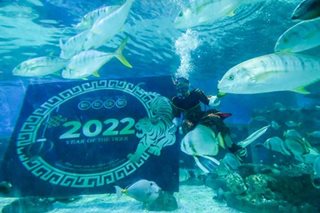 Manila Ocean Park welcomes Year of the Tiger