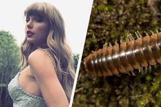 New bug named after Taylor Swift