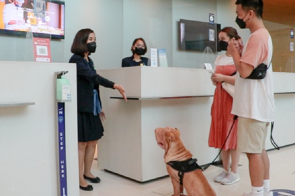 You can now bring your pets with you on your staycation 1