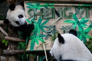 Panda named in cub-naming ceremony