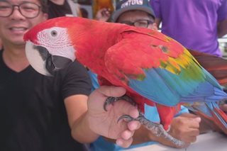 KBYN: Ilang mamahaling parrot tinuturuang lumipad nang malaya