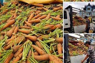 Carrots sa La Trinidad, ibinenta na lang ng P10/kilo
