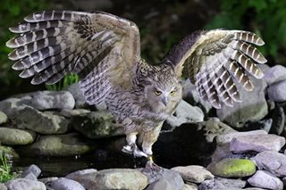 Japan’s largest fish owl